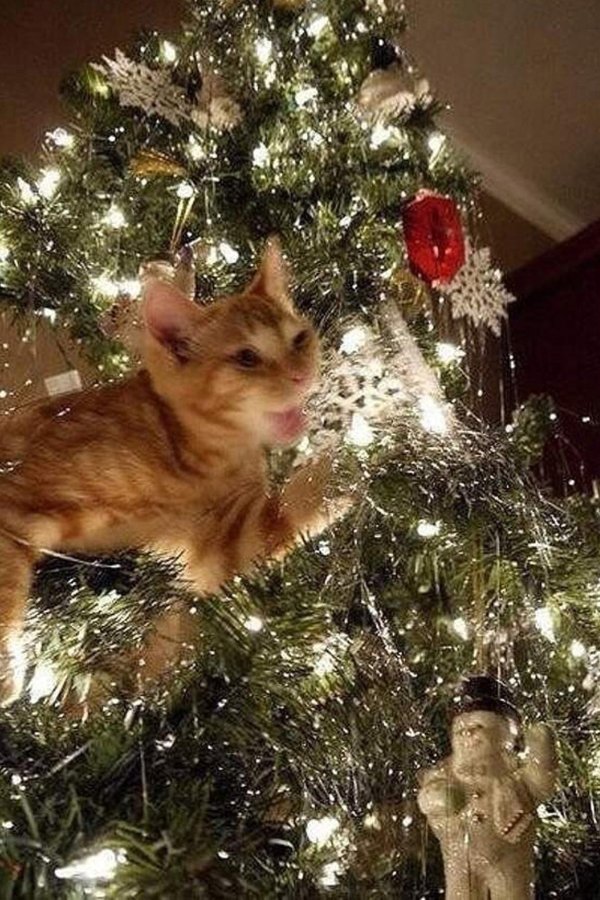 новогодние котик