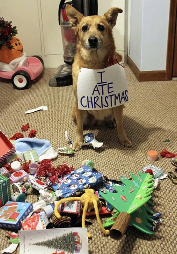 рождественская собака