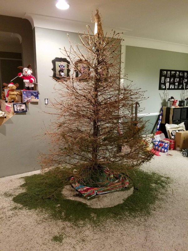 елка осыпалась