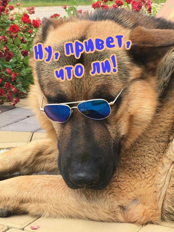 овчарка гюнтер iv