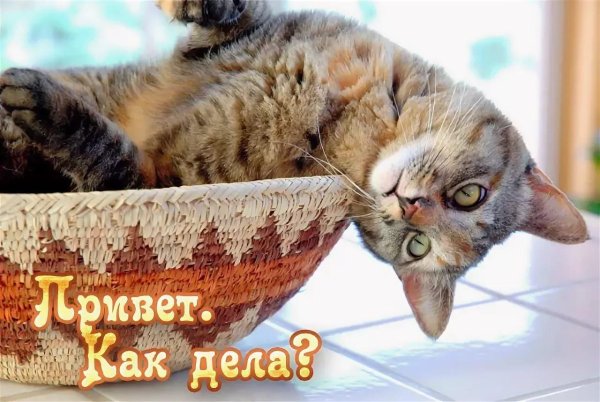 смешной котенок