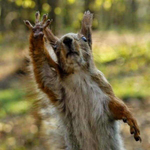 животные приветствуют