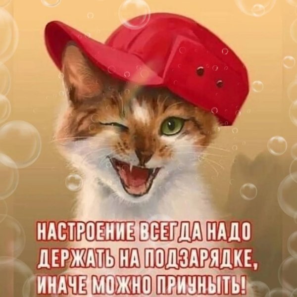 котик в шляпке
