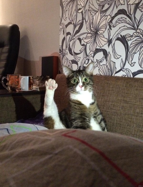 приветливая кошка