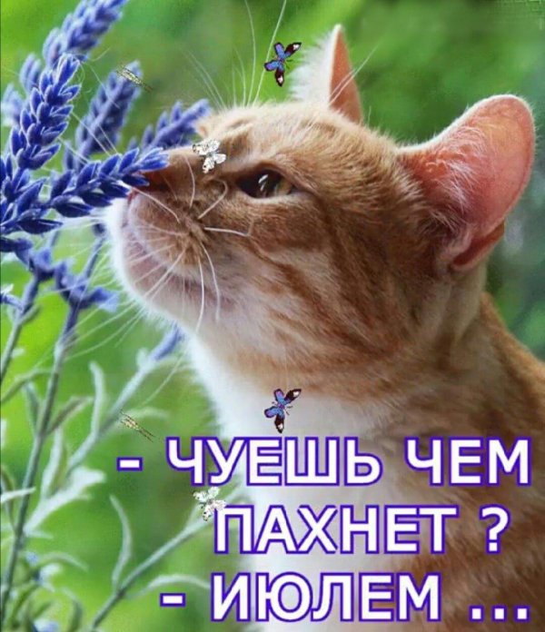 летние кошки
