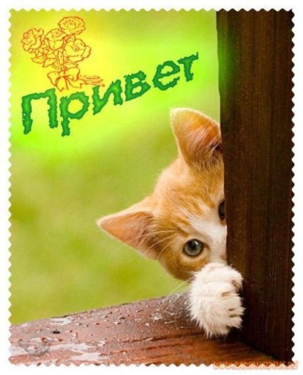 привет котенок