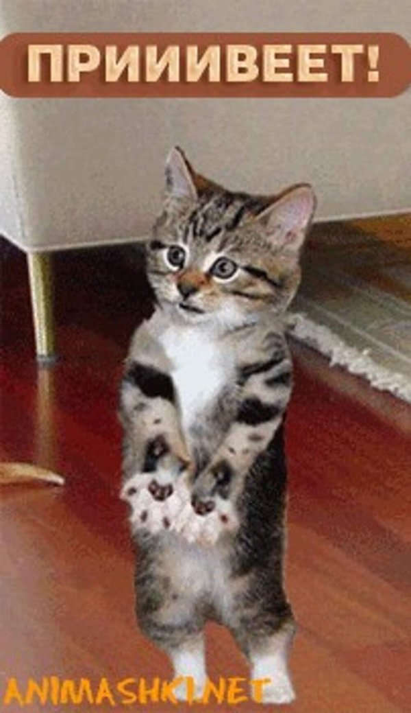 милые котики смешные