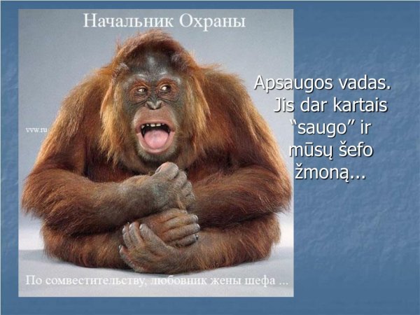 обезьяна орангутан