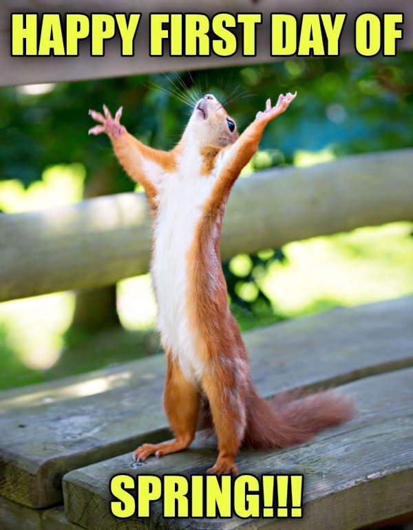 счастливая белка