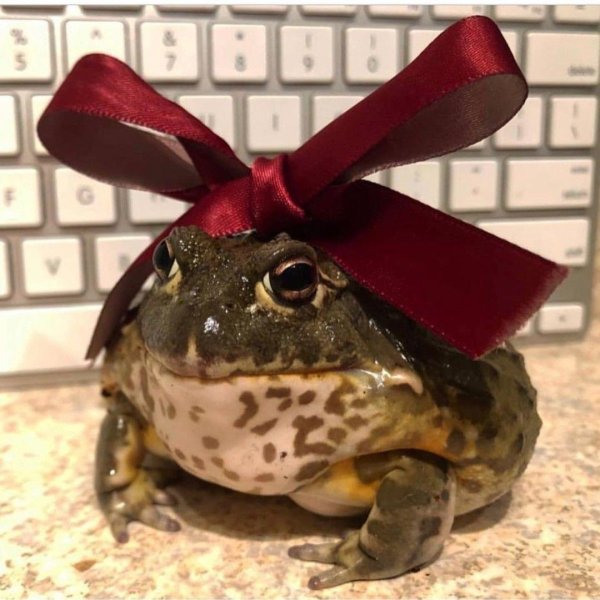 лягушка водонос