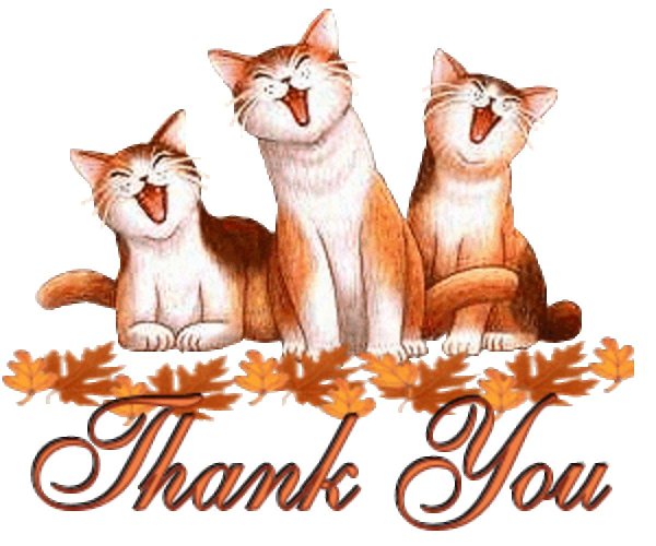 кот спасибо