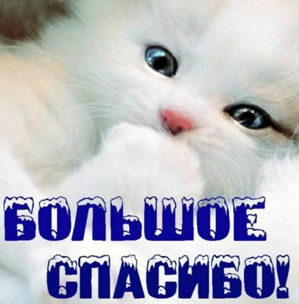 милые белые котята