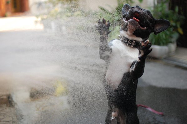 жара животные