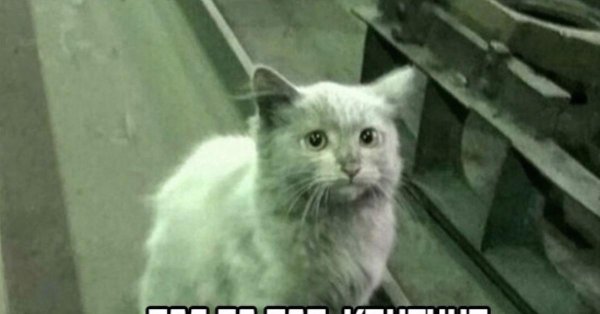 заводские коты