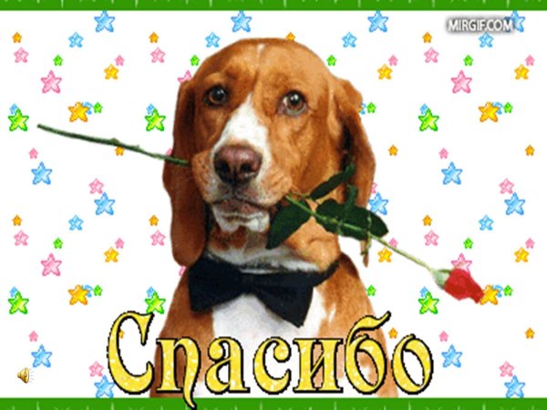 собака бигль