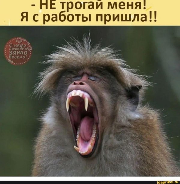 бабуин гелада