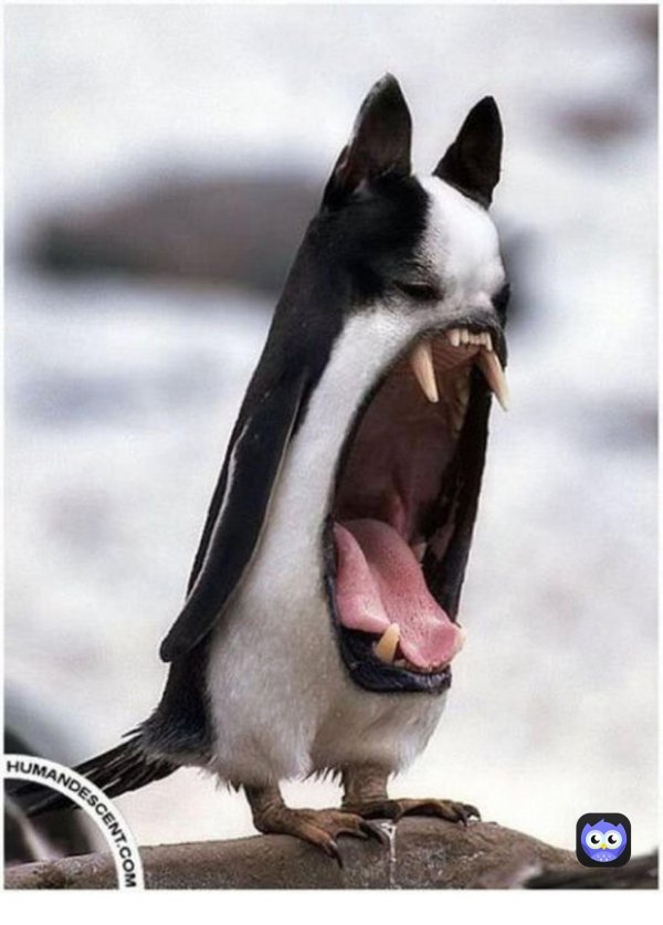 cмешные животные