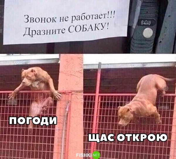 дразнить собаку