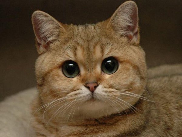 кот пидрила