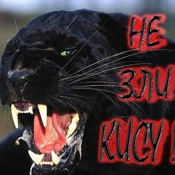 оскал пантеры