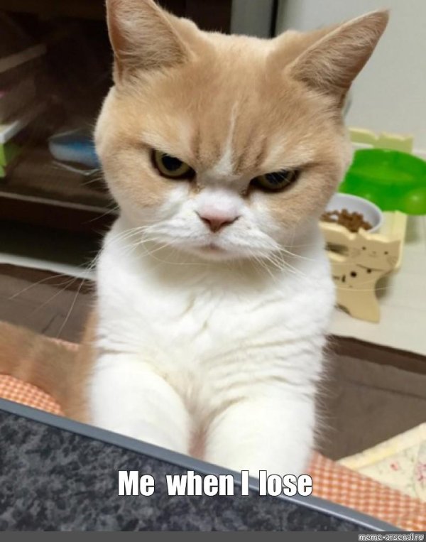 недовольная кошка