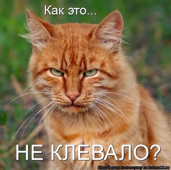 рыжего кота