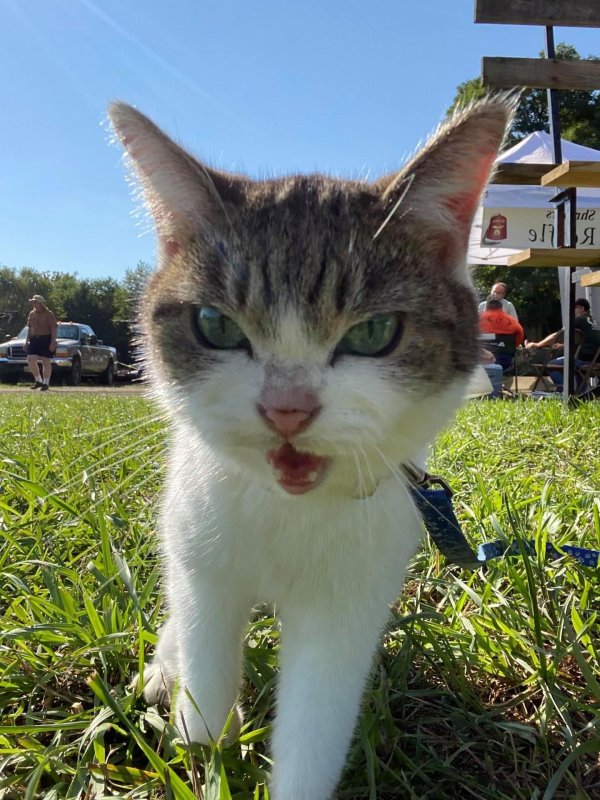 кошка дышит