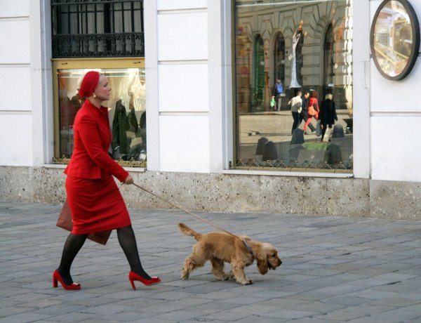 собака на прогулке