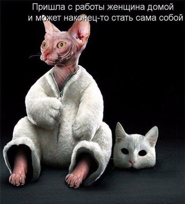 крыса корниш рекс