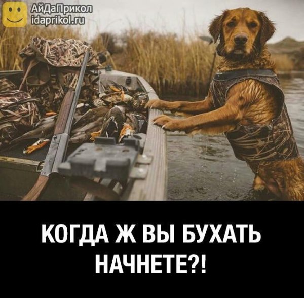 охотничие собаки