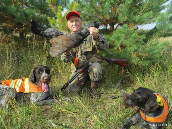 собака охотничья