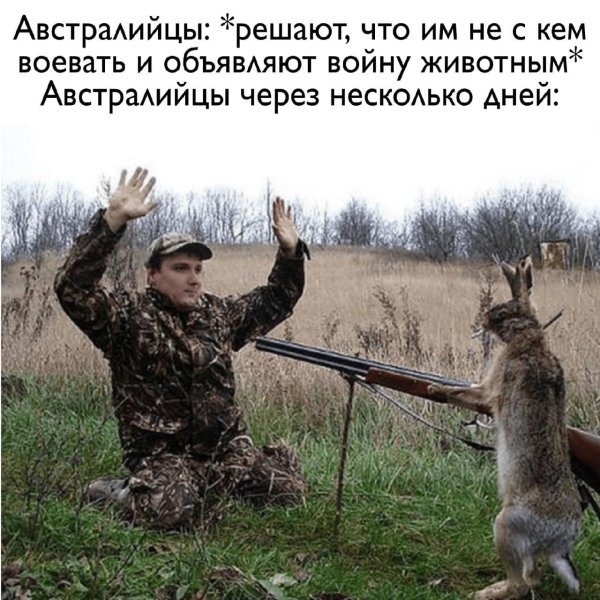 заяц с ружьем