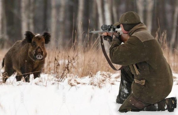 дикий кабан секач охота