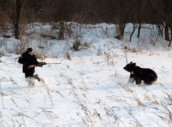 медведь гонится за человеком