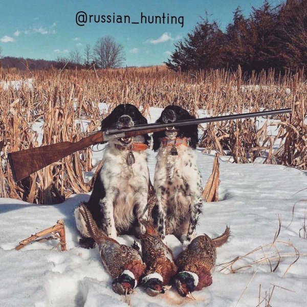 начало охоты