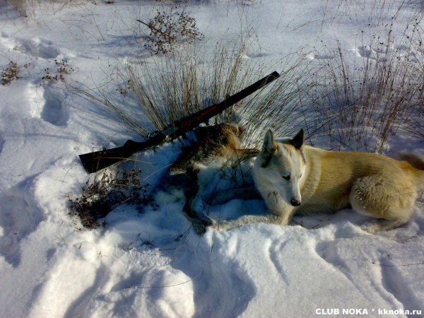 западносибирская лайка