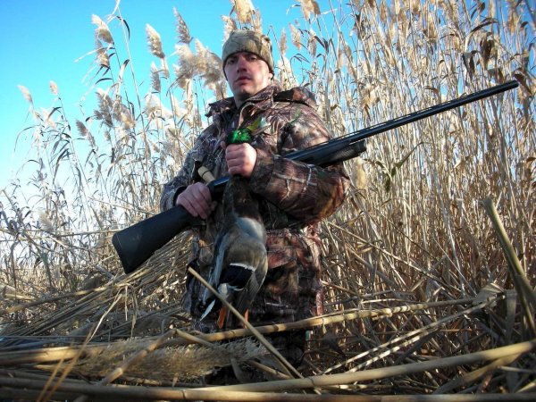 охота на утку