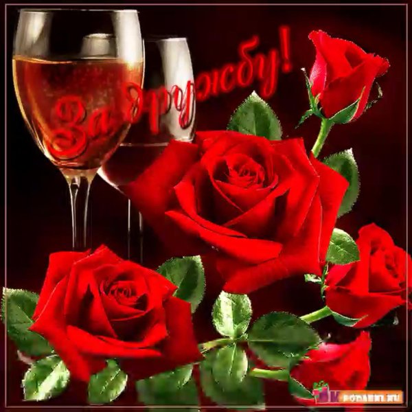 роза красная