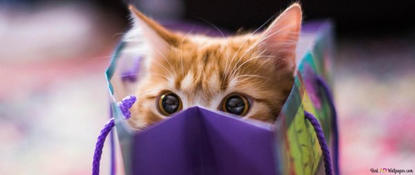 С кошками красивые