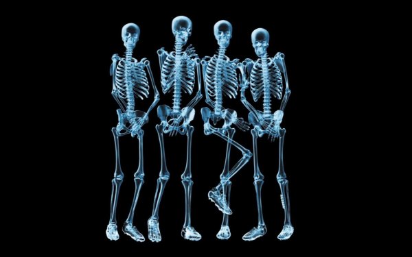 скелет человеческий