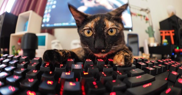 коты геймеры