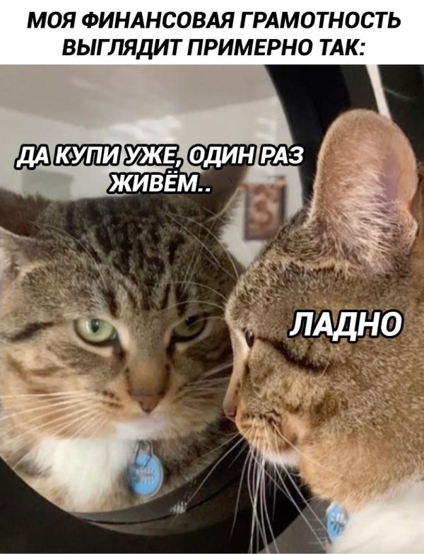 коте приколы