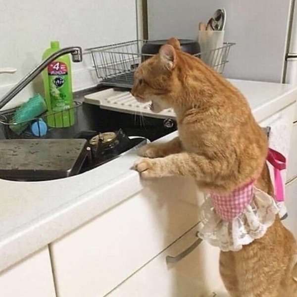 смешные создания