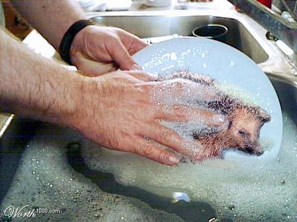 ежик купается