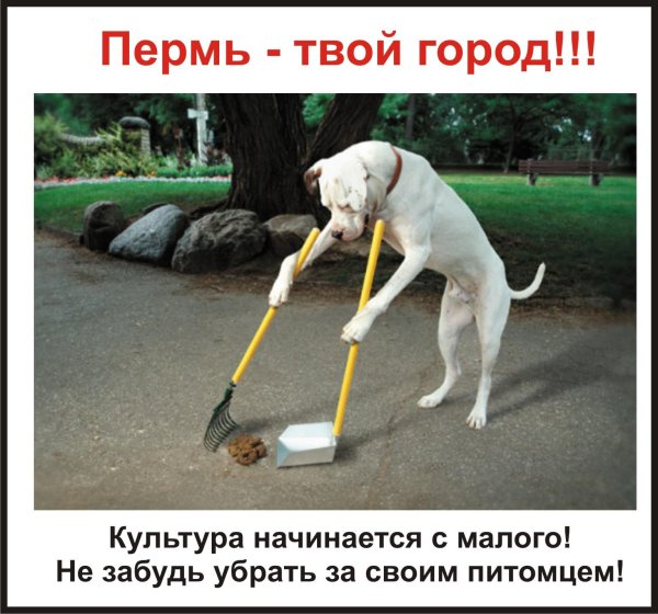 уберите за своей собакой