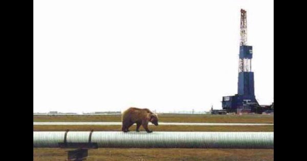 медведь нефтяной