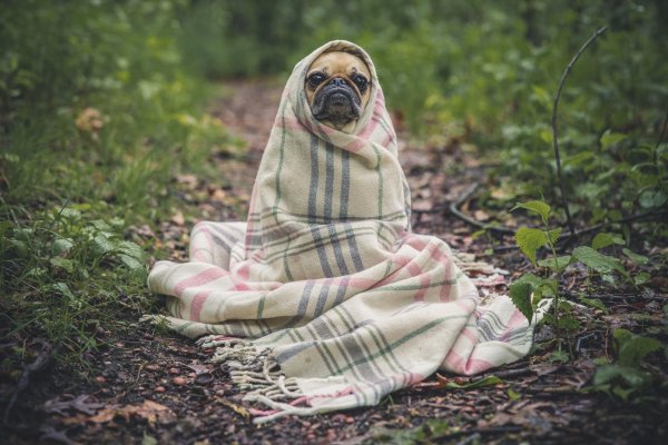 Холод собачий