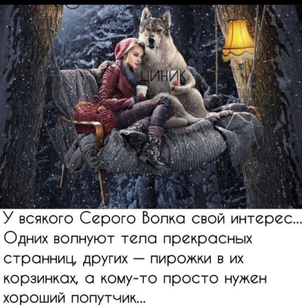 серые волки
