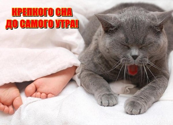 Спокойной ночи с кошками