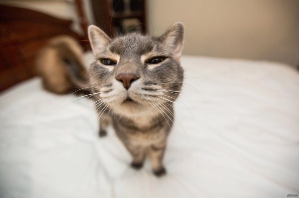 Кошки